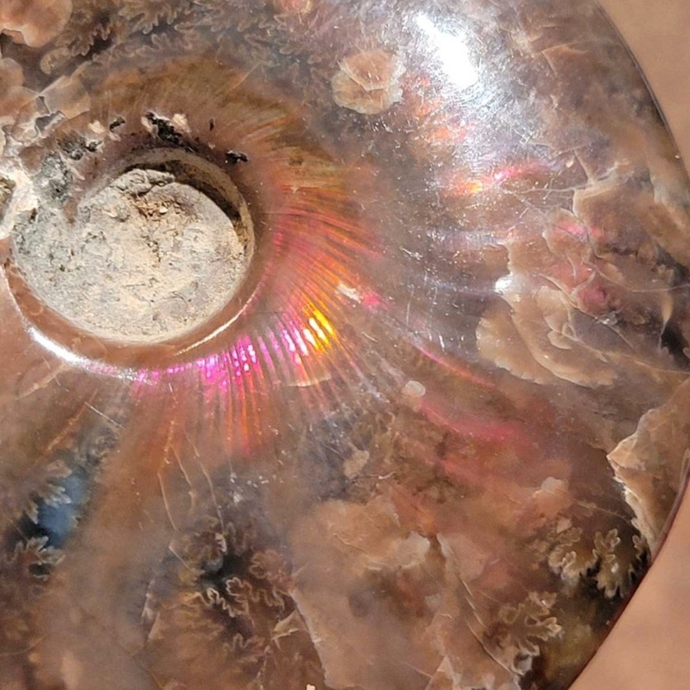 Large Rainbow Ammonite Whole Fossil